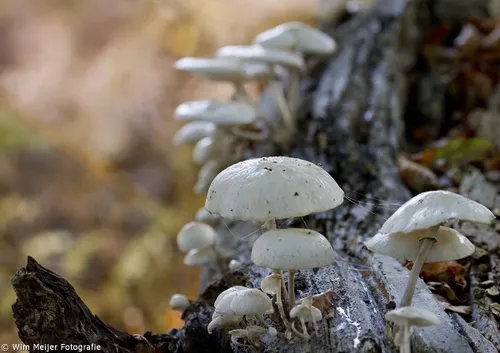 10704325 907383169273636 2711053769269454597 o