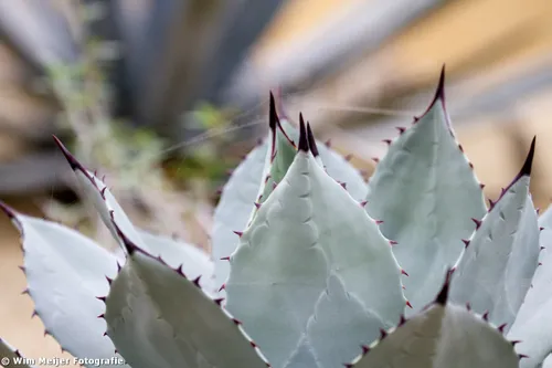 10815653006 aa99970fe0 o