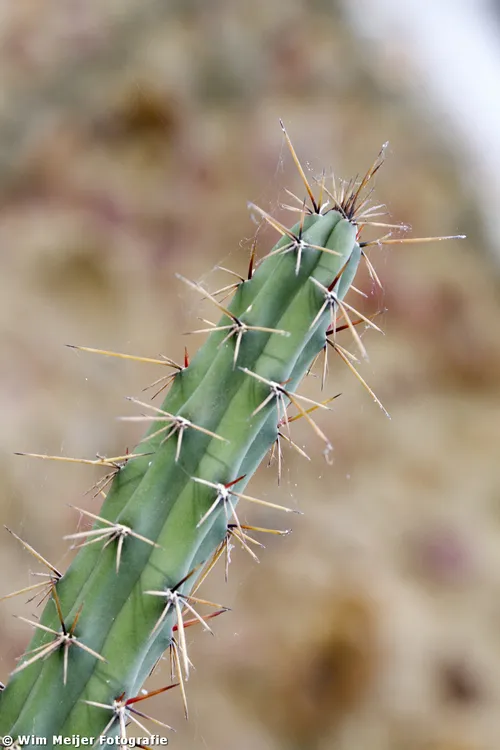 10815654316 d4de934a7a o