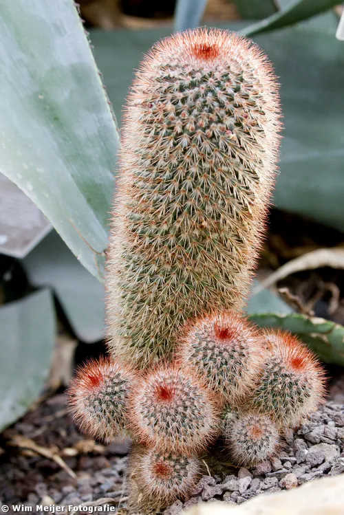 10815777854 7ef0519967 o