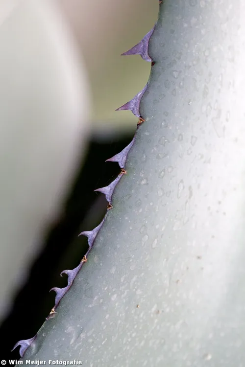 10815780304 6680a0e35d o