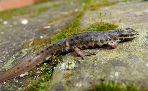1200px male smooth newt lissotriton vulgaris 32465317284 wiki