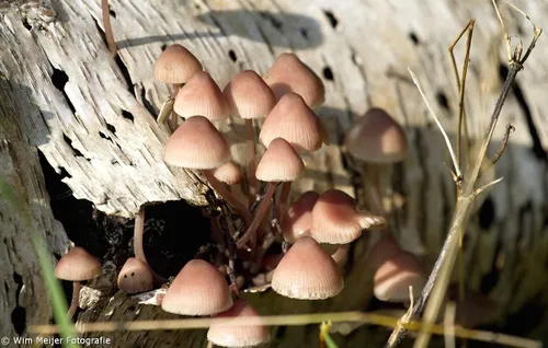 1403046 913913345287285 2471979817065513770 o