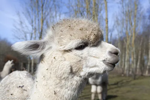 16740108879 06d34762d0 o