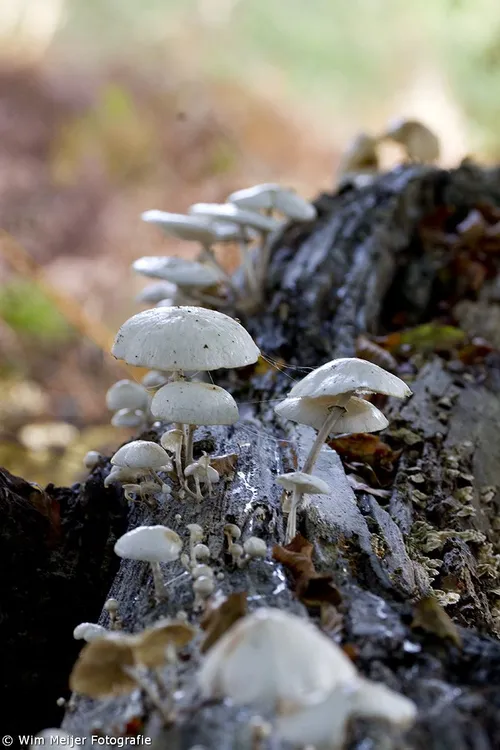 1796067 903879572957329 8437728324777899784 o1