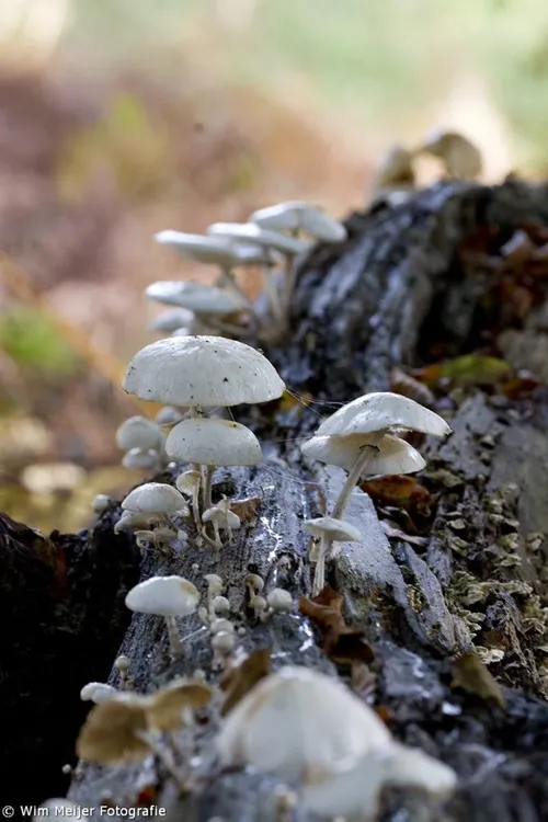 1796067 903879572957329 8437728324777899784 o1 683x1024