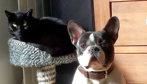 banner dierenambulance