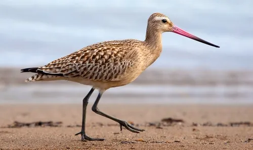 bar tailed godwit 944883 grutto banner