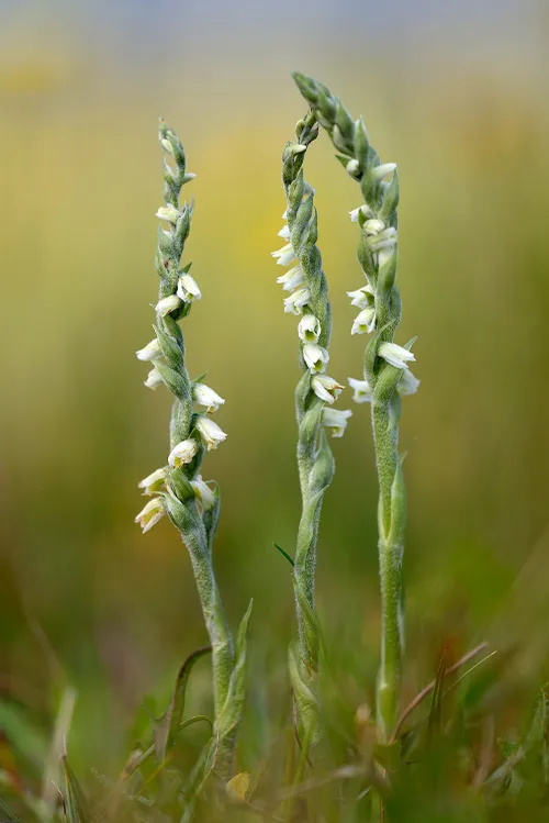 behaarde stengels en kleine witte bloemen van herfstschroeforchis spiranthes spiralis op het eiland hompelvoet in grevelingen ronald van wijk