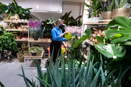 bij albert heijn europassage vind je ook de vertrouwde bloemenafdeling foto albert heijn yasmin hargreaves