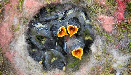 birds nest 768779 banner pixabay