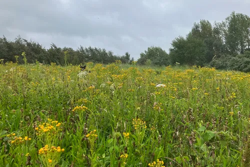 bloemrijke nollen kopieren