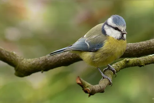 blue tit 1325368 1280