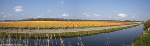 bollenvelden kooimeerplein panorama 1
