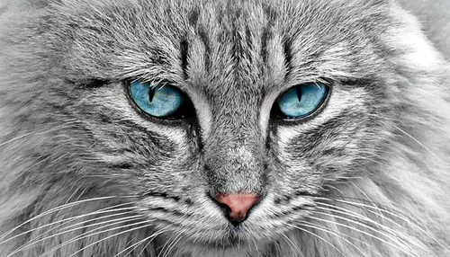 cat banner5