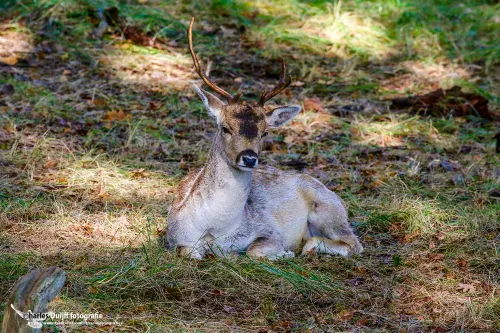 cdnnieuwsnlhert2 10cd361006e2098200c4b74770e202641dece796