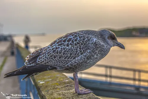 cdnnieuwsnlmediasites4720170815090247meeuw groot 87738d2ecbd9e049fc93f7f590cfd8c693995f95