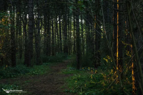 cdnnieuwsnlmediasites4720170923071917onderg zon bomen a2f70d419dbfe5cc0c98f23e08cec849baabac1d