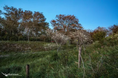 cdnnieuwsnlmediasites4720170923072101witte boompjes 7fa2cfb58286b2bf5e9e94ee45306ac7961c8868