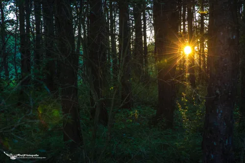 cdnnieuwsnlmediasites4720170923072111zon door bomen c995b98b2904f8785813ea7c60c0977912c12e33