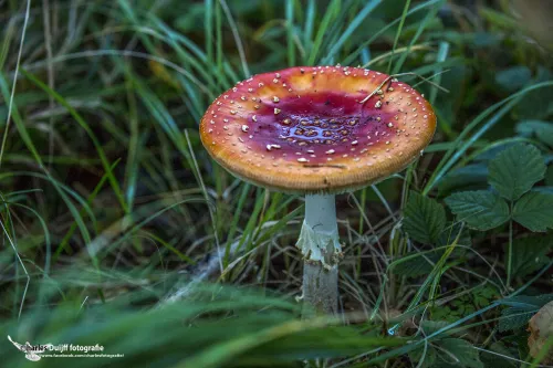 cdnnieuwsnlmediasites4720170923081749vliegenzwamkopie 07b030317a932ca8812d0f56b6a5857711063d74