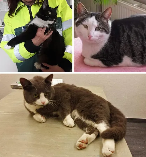 collage vermiste dieren 13 03