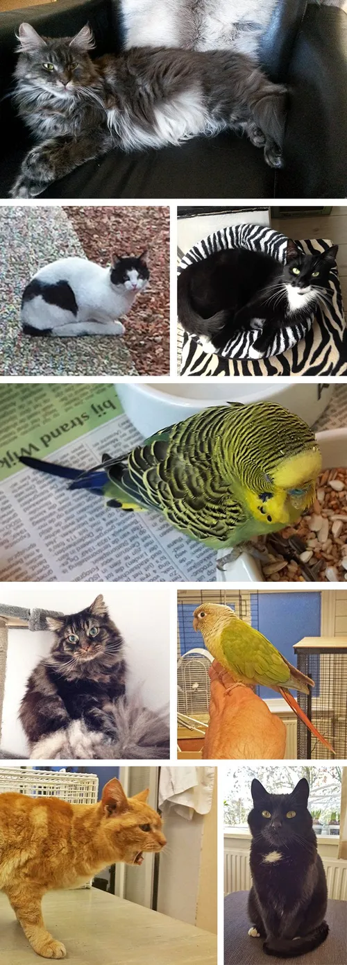 collage vermiste dieren 29 05