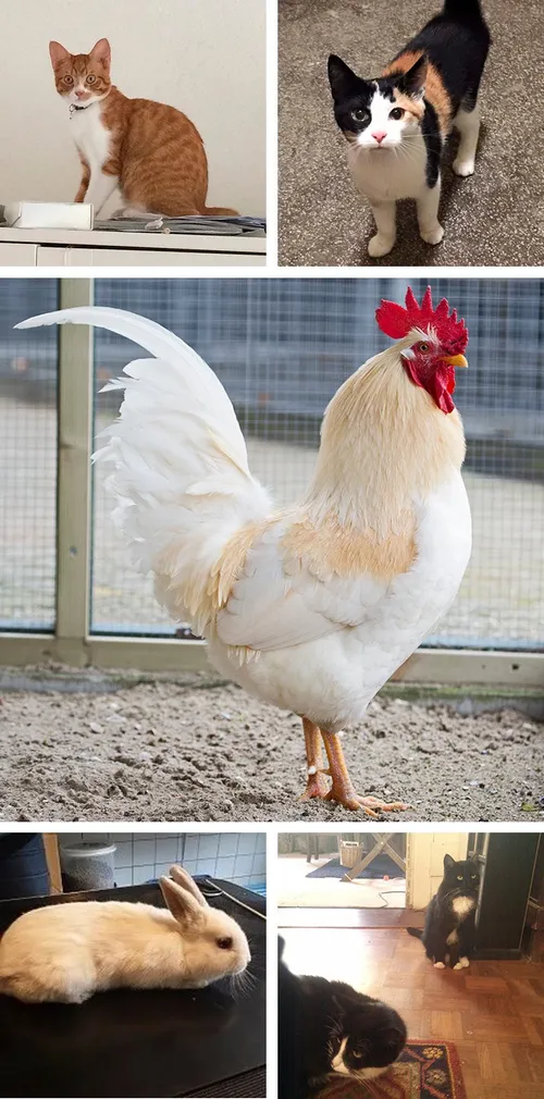 collage wim meijer fotografie
