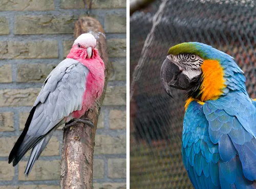 combi papegaaien animal farm