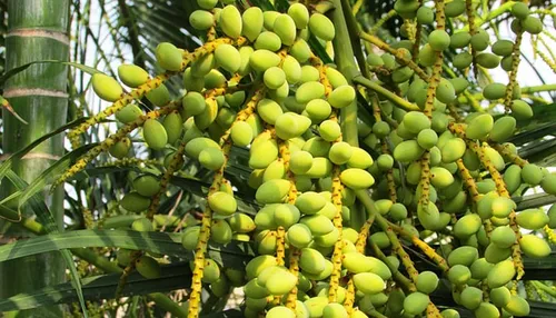 date palm 331293 960 720 pixabay