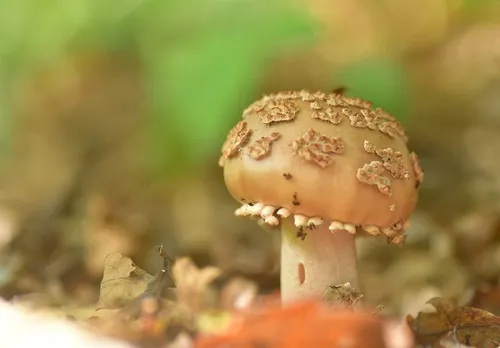 de eerste paddenstoelen dienen zich aan