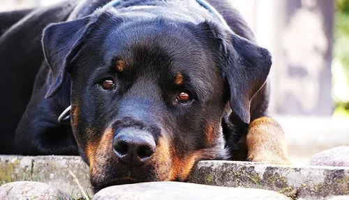 dog 1576497 960 720 pixa