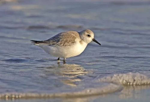 drieteenstrandloper 2 door johan krol
