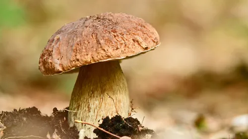 eekhoorntjesbrood