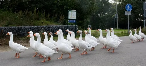 f0006 beeldspraak in ganzenpas art