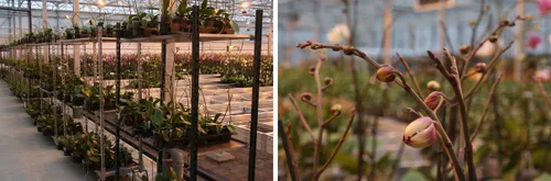 floricultura wim meijer