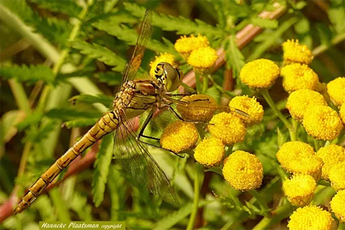 foto 1 hanneke plaatsman kopieren