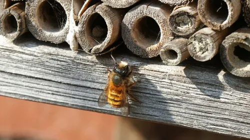 gehoornde metselbij foto landschapsbeheer zeeland