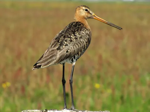 grutto 008klein henk van bruggen r