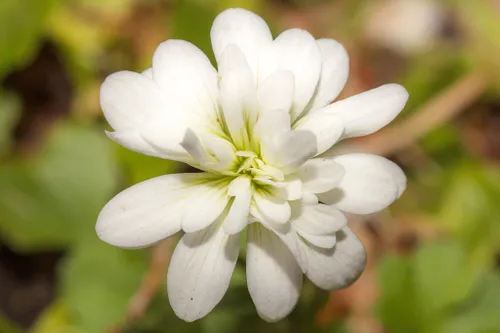 haarlems klokkenspel 1024x683