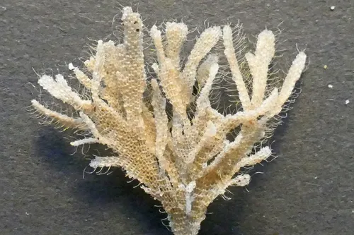 harige vliescelpoliep mj 1