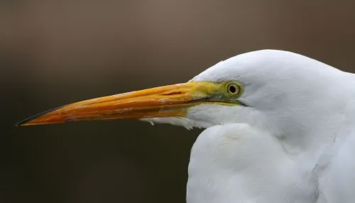 heron head 3189 pixa