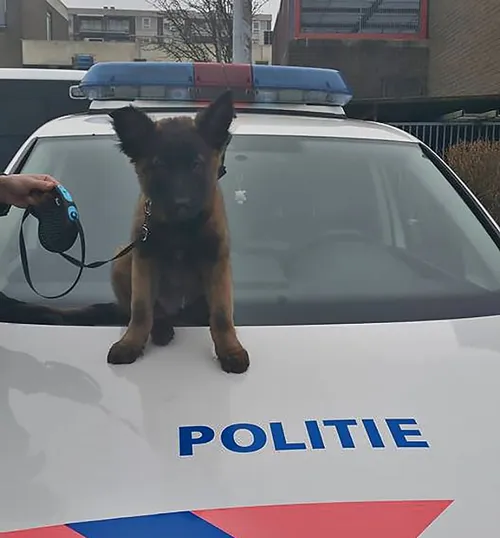 hond politie