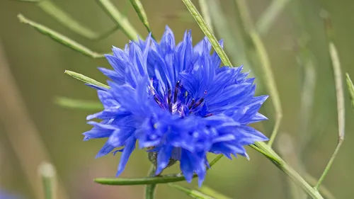 i5a1287 korenbloem banner