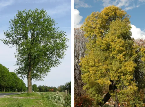 iep en smalbladige es