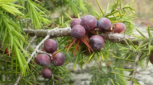 juniper 2291264 1920 pixabay