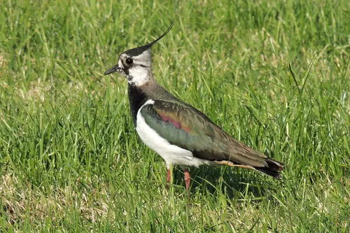 kievit 024 henk van bruggen r