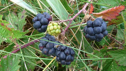 kratzbeeren dauwbramen wiki