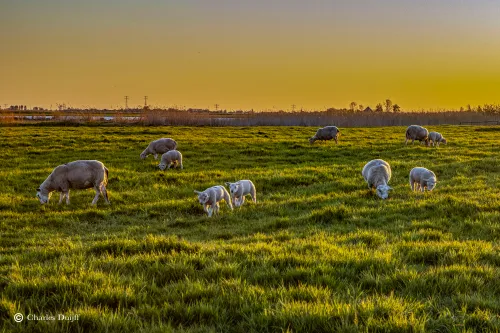 lammeren zonsopkomst
