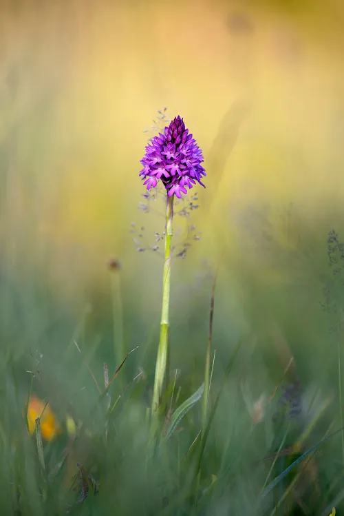 lange steel met tros paarse bloemen van bloeiend hondskruid anacamptis pyramidalis in het noordhollands duinreservaat bij wijk aan zee ronald van wijk staand